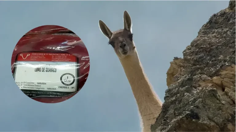 Comenzó la venta de carne de guanaco en la Patagonia