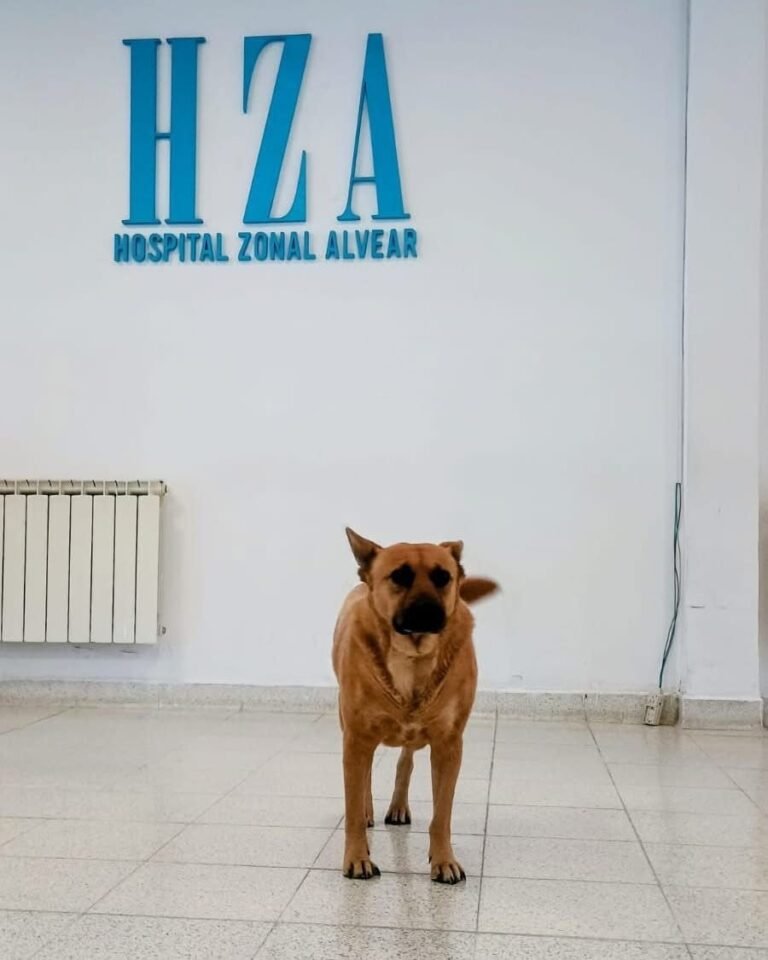 Más que una mascota: Pocha, parte del corazón del Hospital Alvear