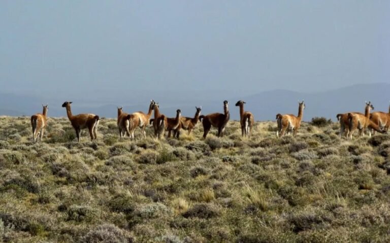 Salud aclaró que no está permitida la venta de carne de guanaco en la provincia