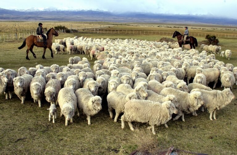 La Patagonia defiende su produccion ovina y advierte sobre una crisis económica