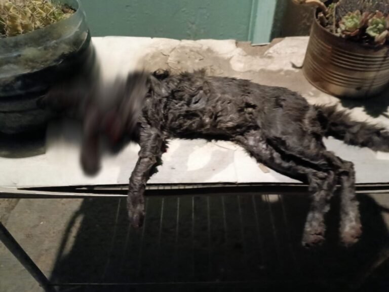 Crueldad sin límites: una gata fue asesinada a golpes