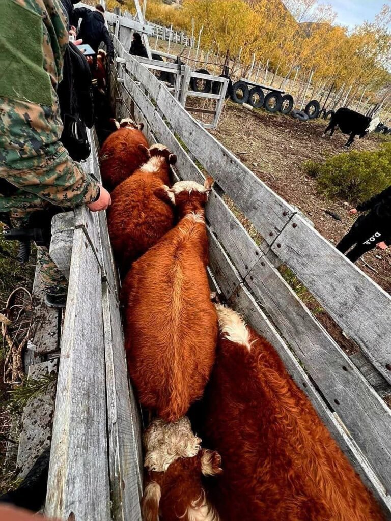 Golpe al abigeato: Importante operativo interprovincial entre Santa Cruz y Chubut