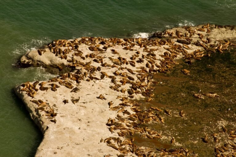 Histórico: aprueban el primer Plan de Manejo del Área Protegida Punta Marqués