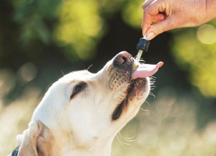 Comodoro será sede de una jornada sobre Cannabis medicinal, veterinario y cáñamo industrial