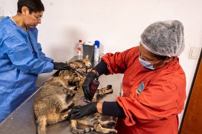 Castran a 35 gatos ferales en una nueva jornada extraordinaria de control poblacional