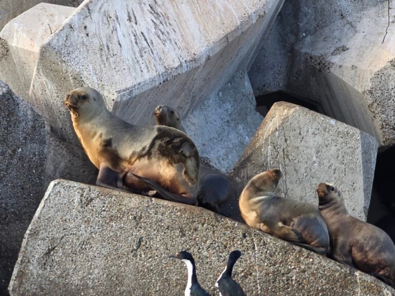 Hito en Comodoro: Habilitan el buceo y snorkel con lobos marinos en la Costanera