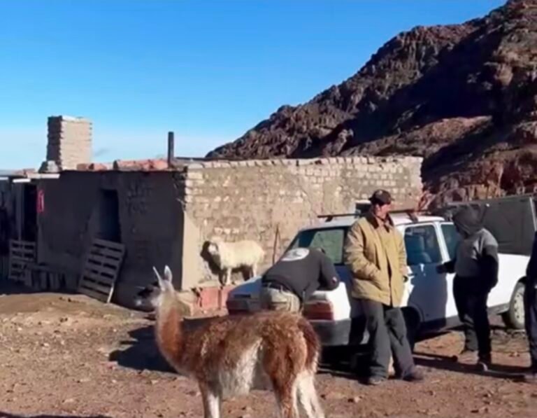 Recuperan animales y tierras usurpadas en la meseta