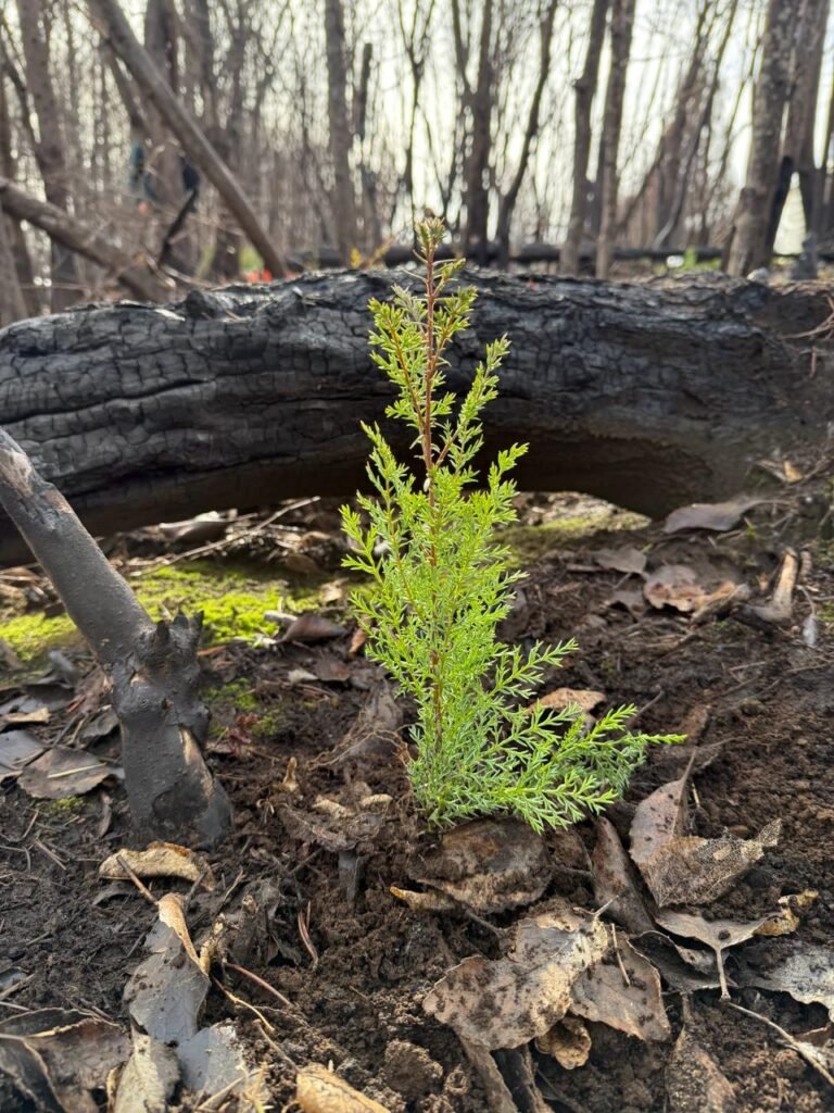 Reforestación en la Patagonia: impulsan la plantación de 4.000 árboles nativos tras los incendios