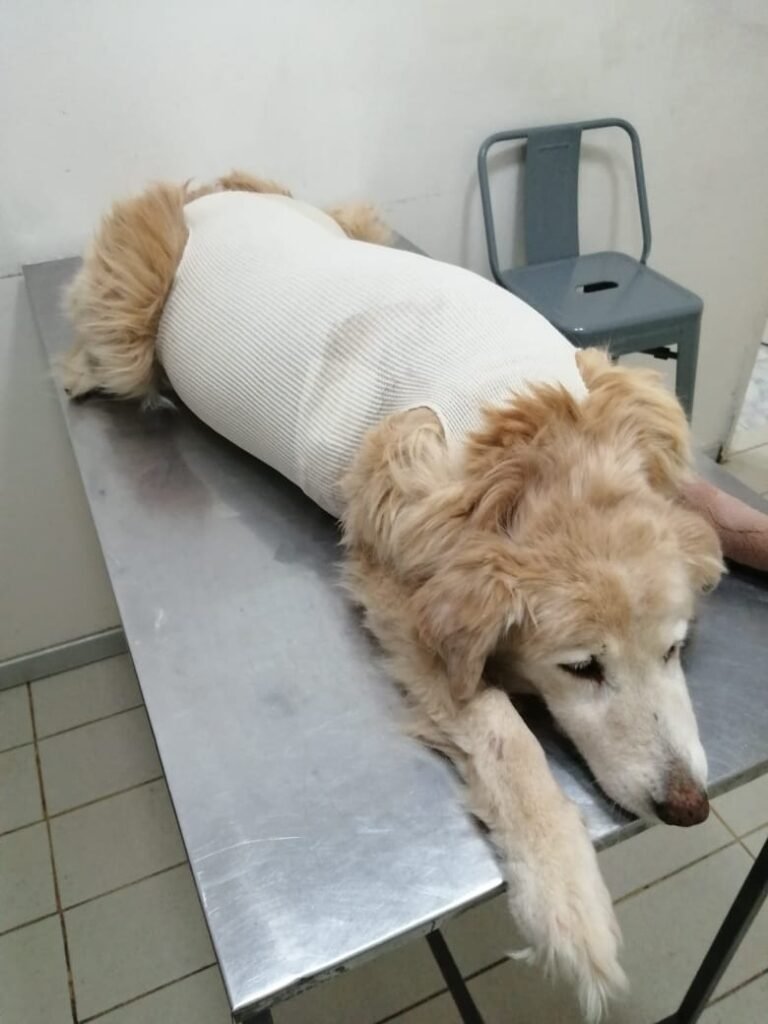 Rescató a 14 perros, quedó sin trabajo y pide ayuda para saldar una deuda veterinaria