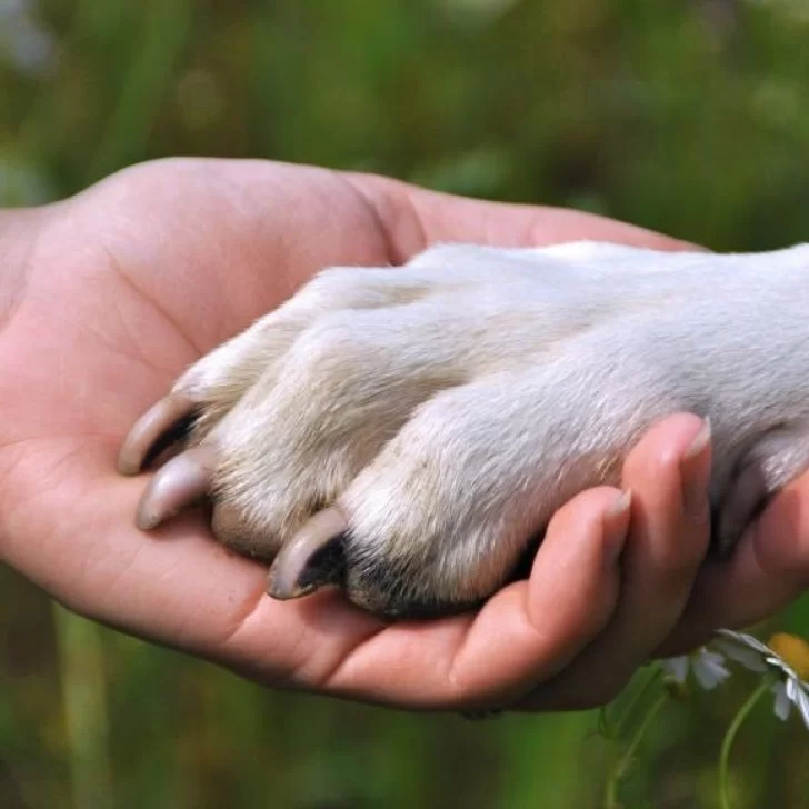 Celebran el Día del Animal con una jornada de castraciones, vacunación y charlas