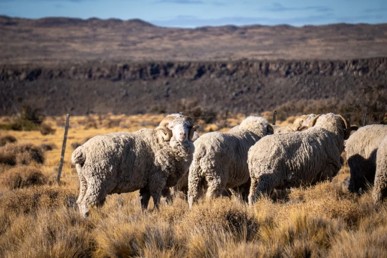 Nación declaró la emergencia agropecuaria por sequía en toda la provincia
