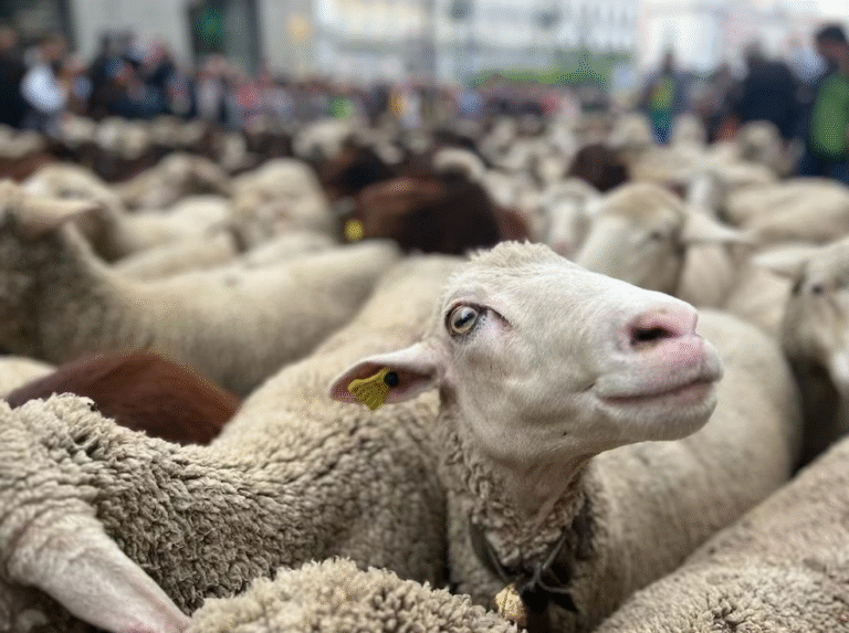 La Federación de Sociedades Rurales de Chubut reclamó un plan sanitario: “La sarna no puede esperar”