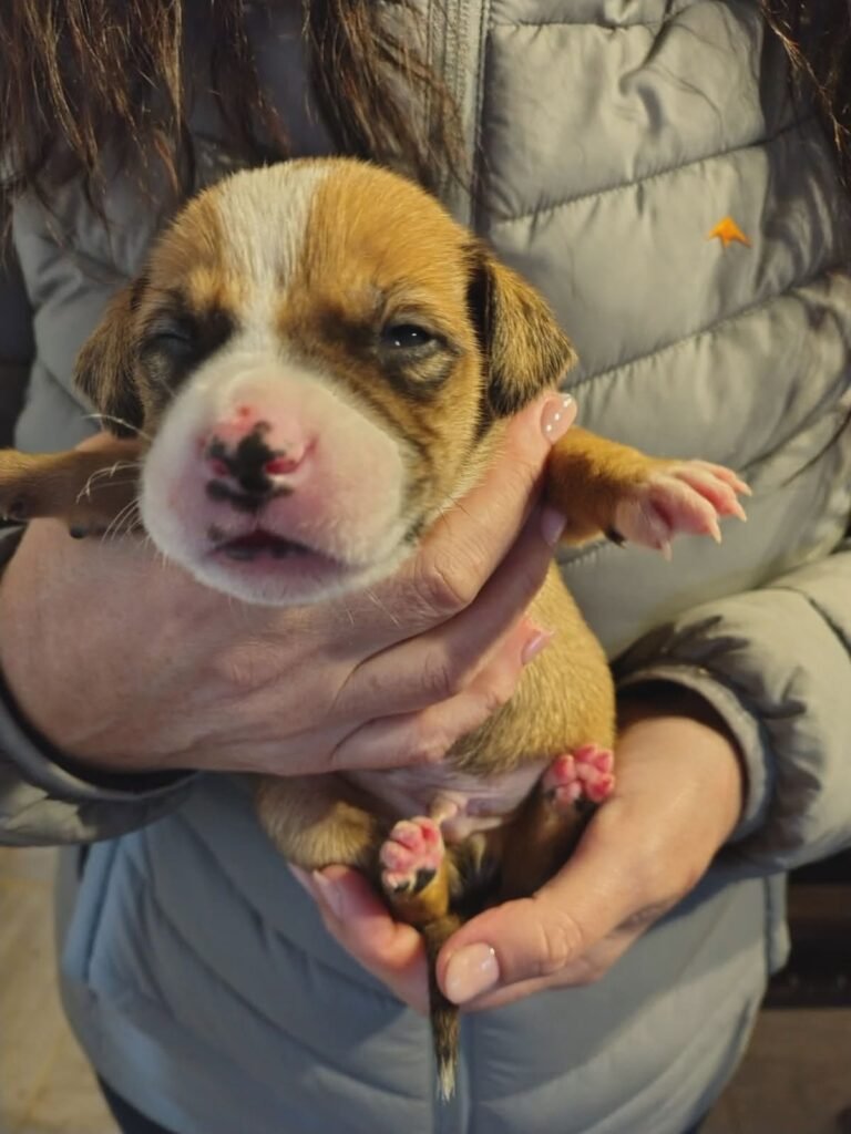 “Los abandonaron para que mueran de frío”: piden ayuda para salvar a tres cachorros