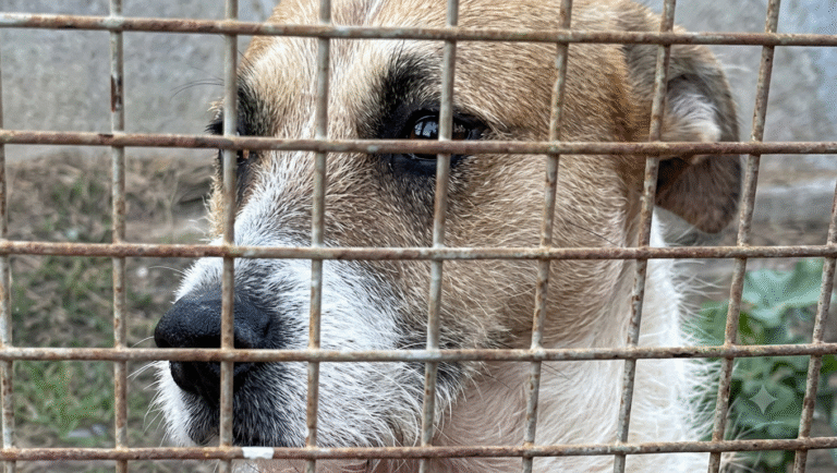 “Ese perro no fue”: la familia de la niña muerta en Playa Magagna desmiente la versión oficial