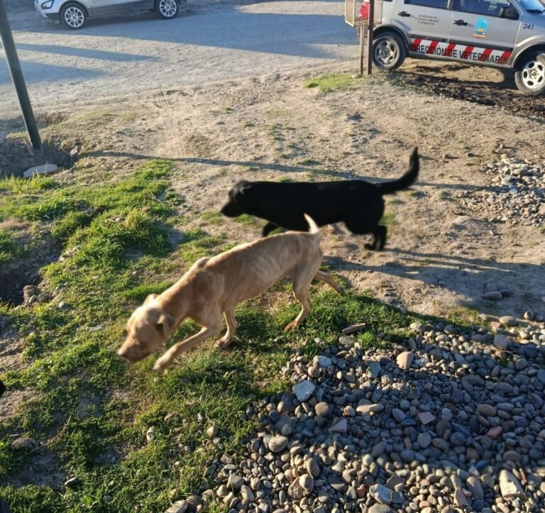 Rescatan a dos perros por maltrato animal tras un allanamiento