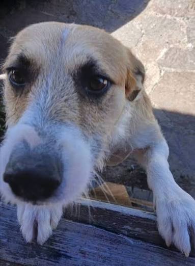 La fiscalía identificó al perro que atacó y mató a una nena