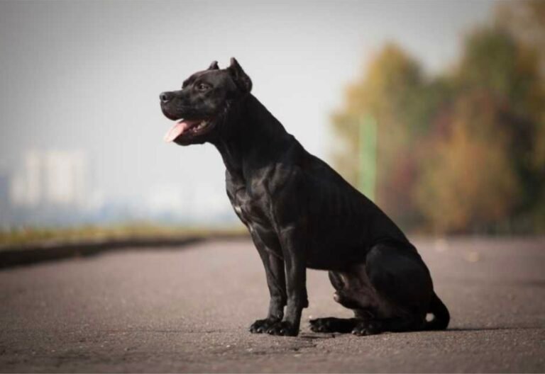 Ataque de un pitbull: el dueño deberá pagar 5 millones de pesos a la víctima