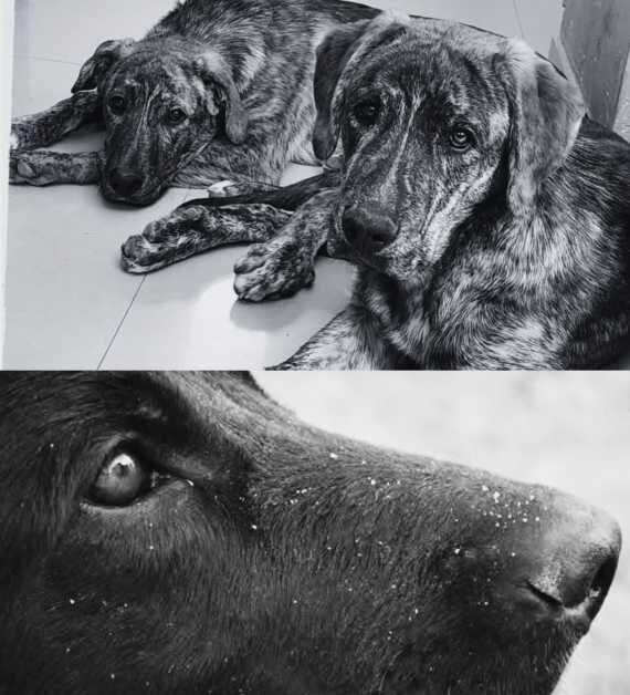 Crueldad animal: envenenó a tres perros con químicos y enfrentará un juicio