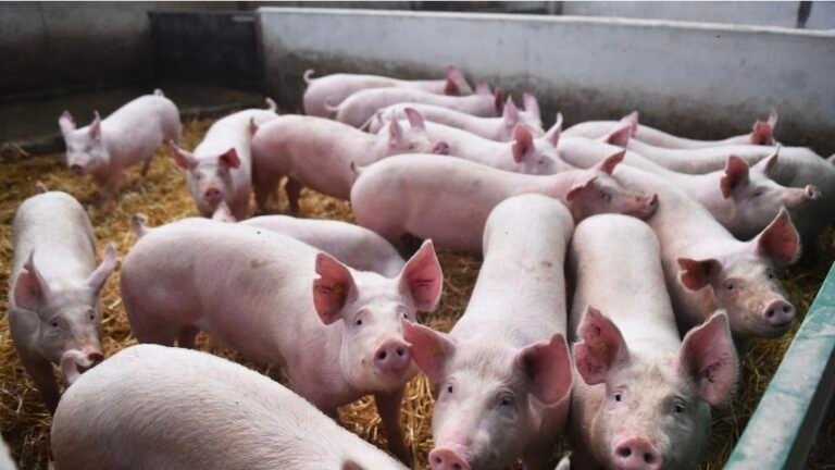 Posible caso de triquinosis: especialistas insisten en la importancia de analizar la carne