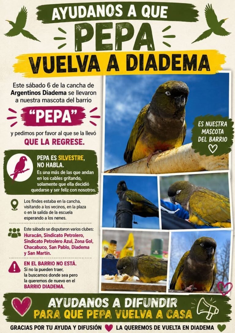 Desapareció Pepa y todo Diadema la busca: “Si la tienen en una jaula, se va a morir”