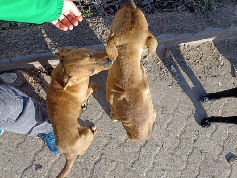 Buscan ayuda urgente para dos cachorros encontrados en estado de abandono