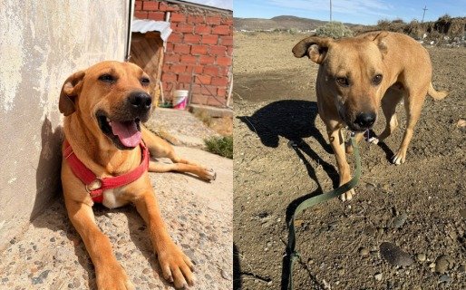 Después de tres años de espera, Titi y Tato encontraron hogar juntos