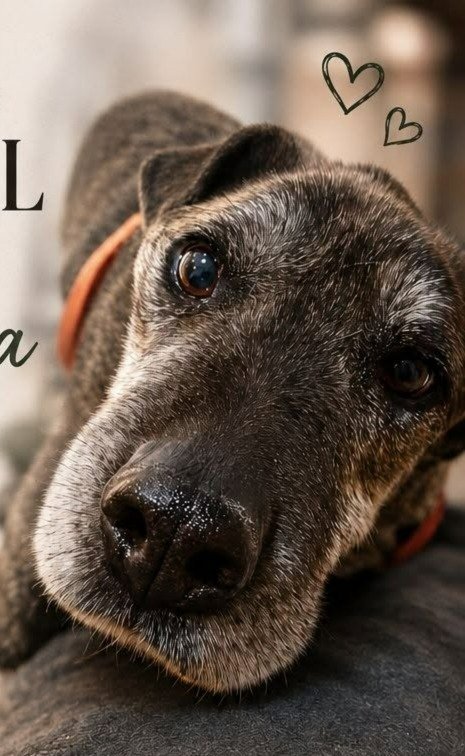 Lanzan una campaña solidaria un perro de 12 años que atraviesa un delicado cuadro de salud
