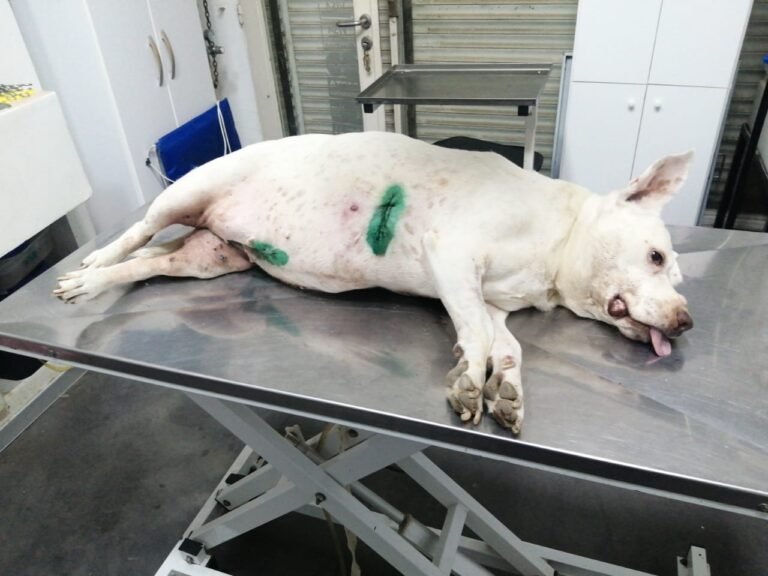 Sin trabajo y con una deuda veterinaria de $240 mil, pide ayuda para sus animales rescatados