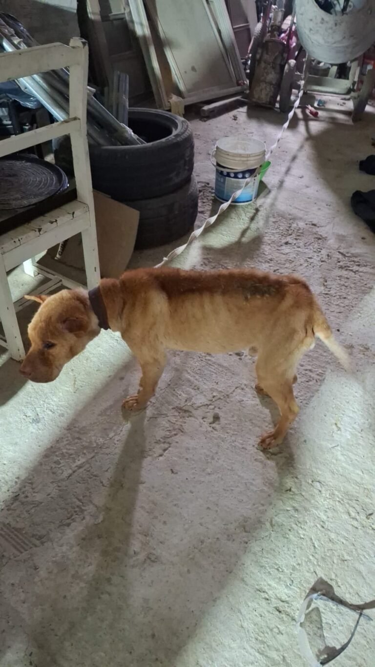 Una denuncia en redes sociales activó una investigación por maltrato animal
