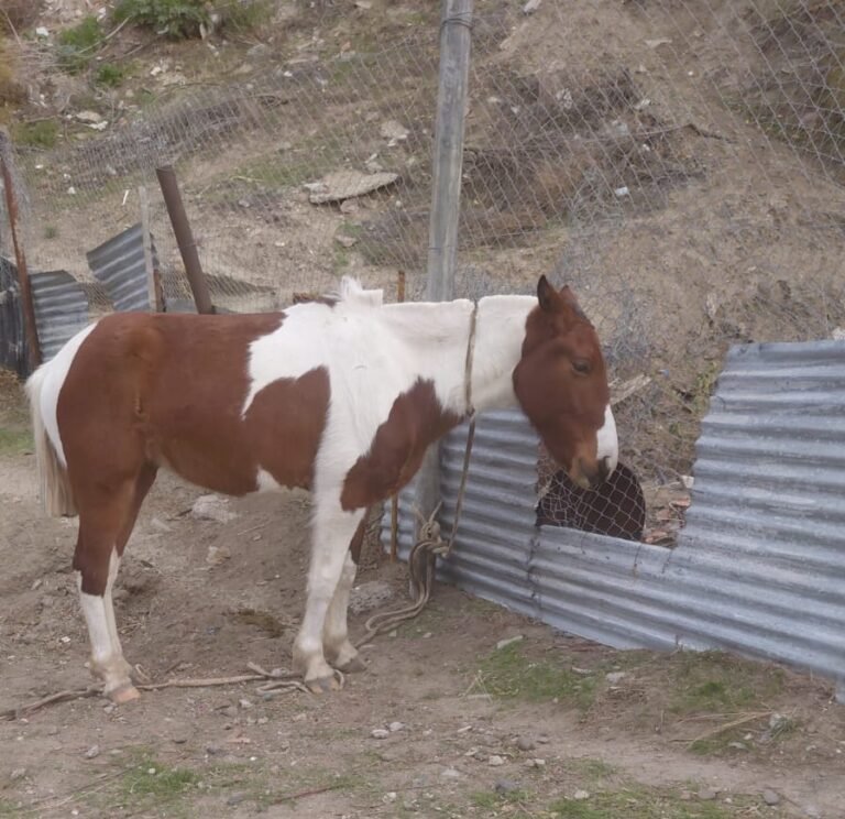 Insólito: un equino suelto activó un operativo policial en avenida Yrigoyen