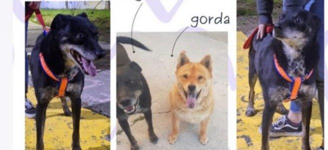 Quedó solo y espera una segunda oportunidad: buscan una familia para Miguelito