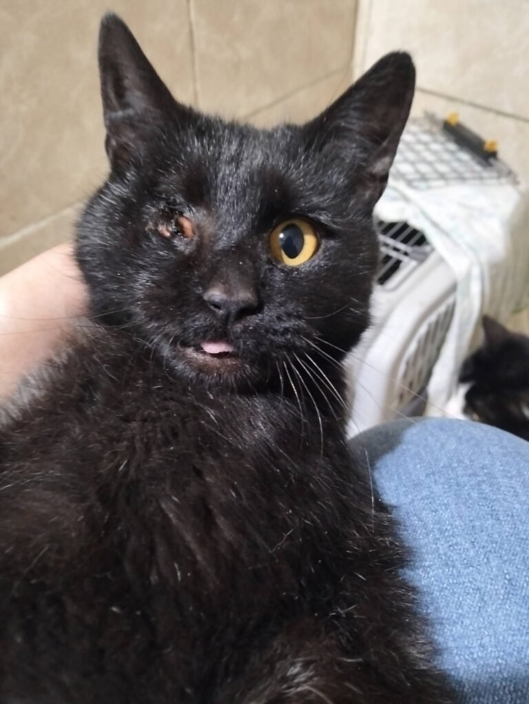 La tierna historia de Negrita, la gatita que espera una segunda oportunidad