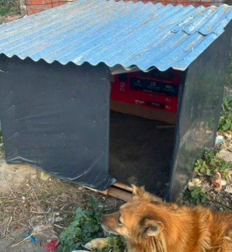 Voluntarios construyeron y restauraron ocho cuchas para perros en situación de calle