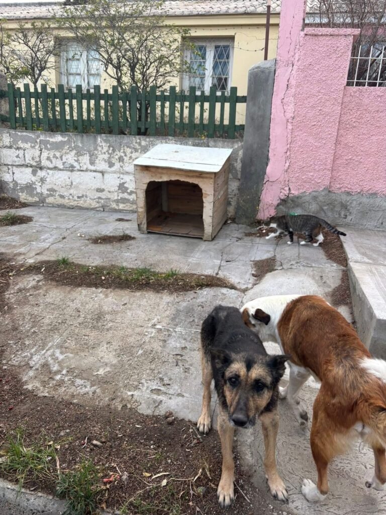 Buscan una cucha para un perro que pasa las noches a la intemperie en el barrio 9 de Julio