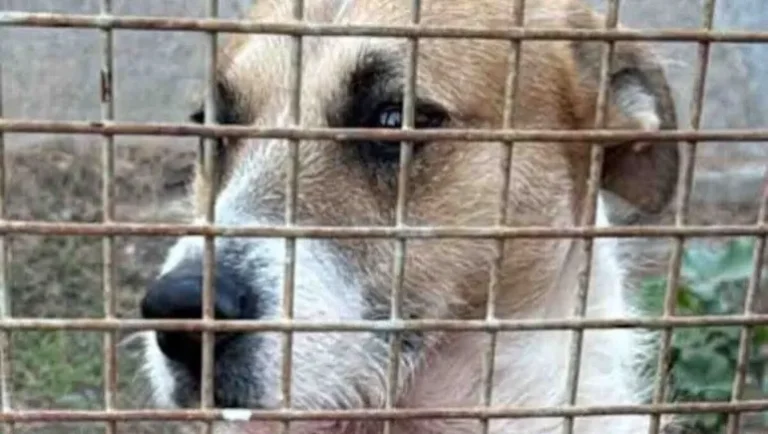 Polémica por el destino de “Perejil”: lanzan una campaña para impedir que sea sacrificado