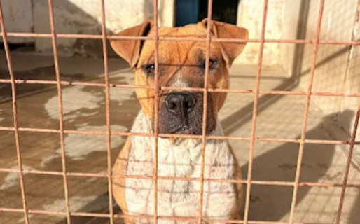 “Nos necesitan”: piden mantas y cuchas para abrigar a los perros del Dispensario