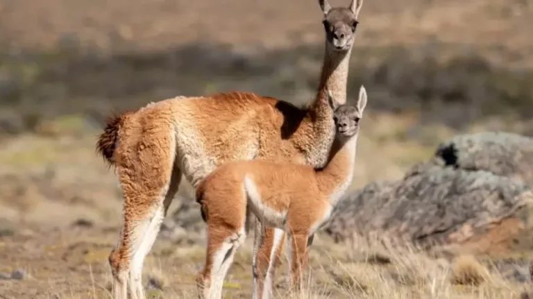 Santa Cruz tendrá el primer almacén de carne de guanaco del país
