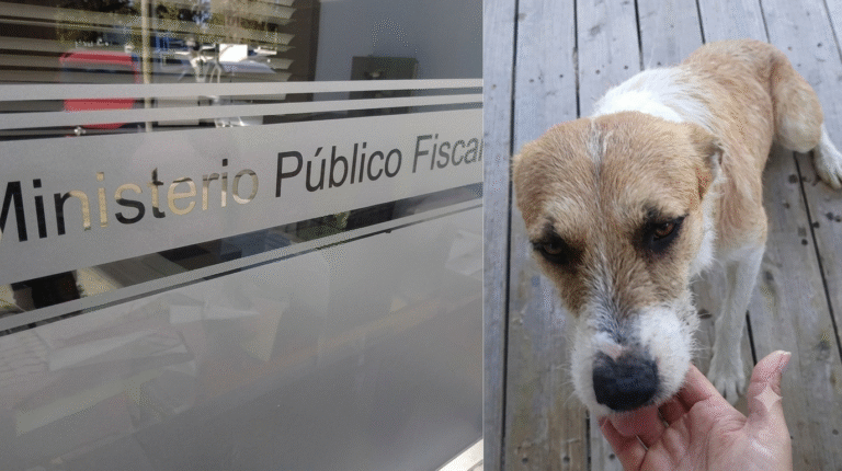 El perro “Perejil” ya tiene defensa legal: un estudio jurídico asumió su representación