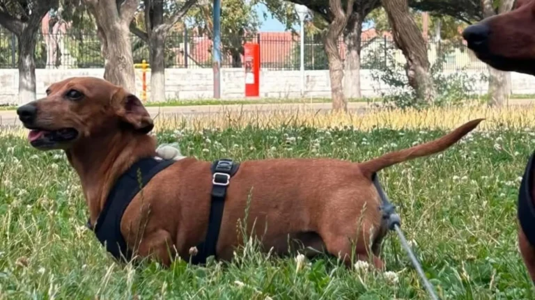 Desesperada búsqueda de “Mocca”, una perrita que desapareció tras un robo