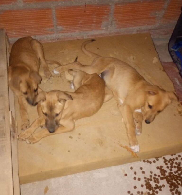 Una proteccionista rescató nuevas cachorritas y lanzó una colecta solidaria