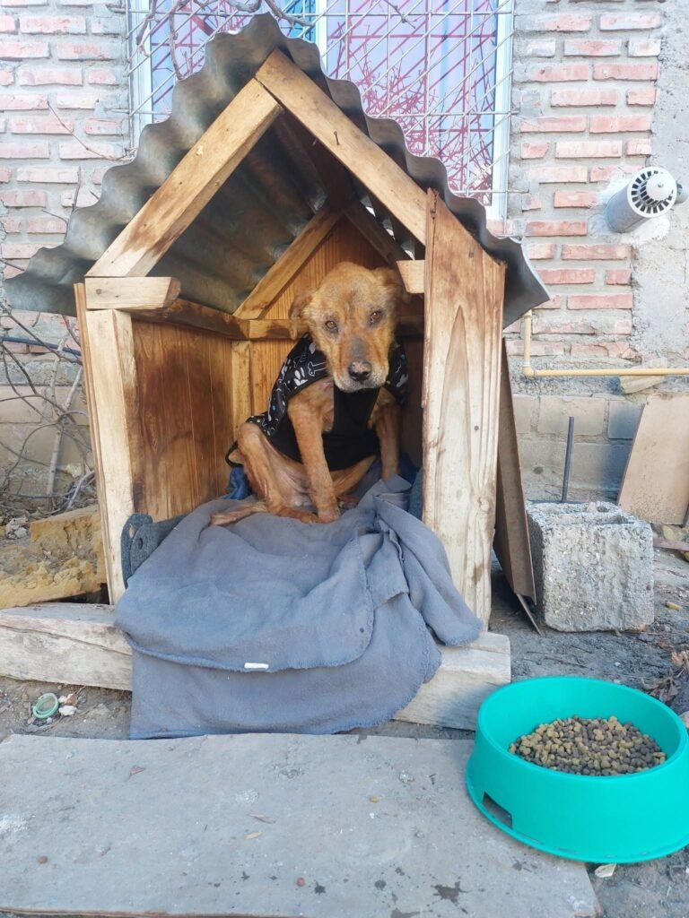 Buscan con urgencia un hogar de tránsito para una perrita rescatada que atraviesa un tratamiento por sarna