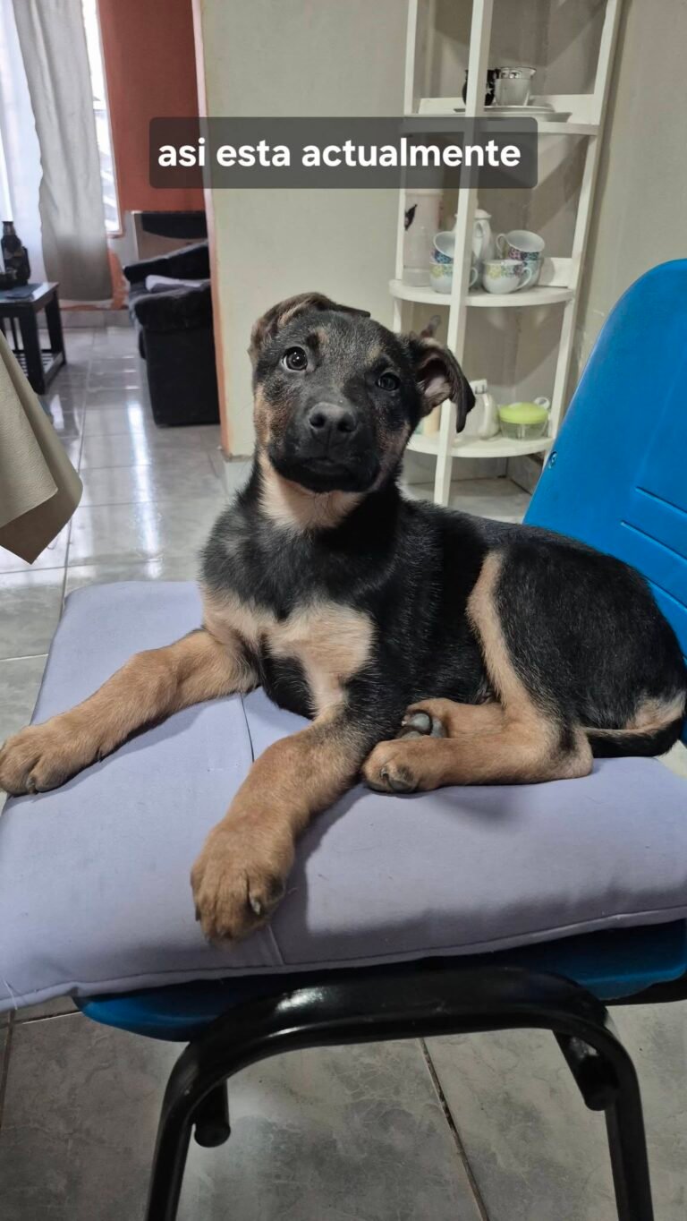 Una rifa solidaria busca ayudar a Titan, un cachorro que fue abandonado frente a una vivienda