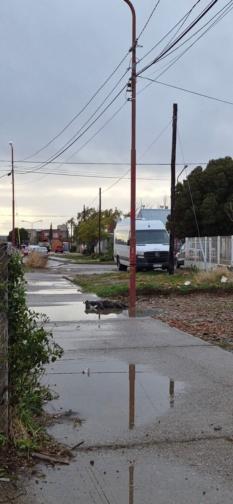Denuncian que un poste con corriente electrocutó a un perro y ahora apareció otro animal muerto