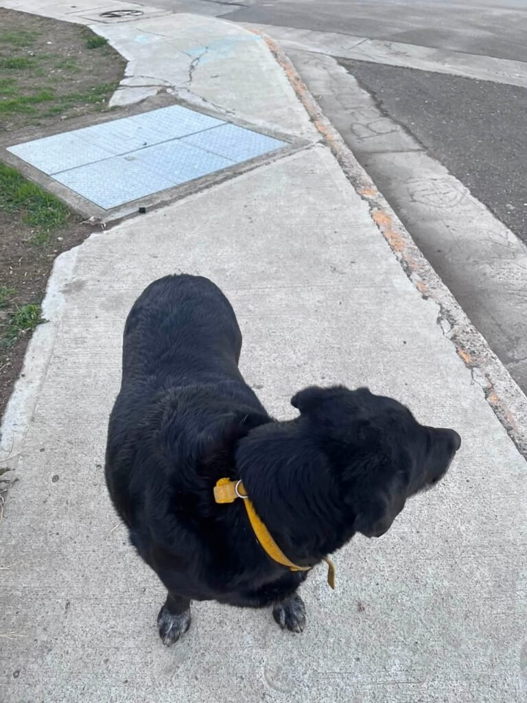Violencia en el Paseo Costero: denuncian que un perro murió atropellado tras ser pateado