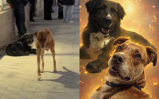 Patitas y Negrito ya tienen un hogar: una vecina de Comodoro rescató a los perros más queridos del centro
