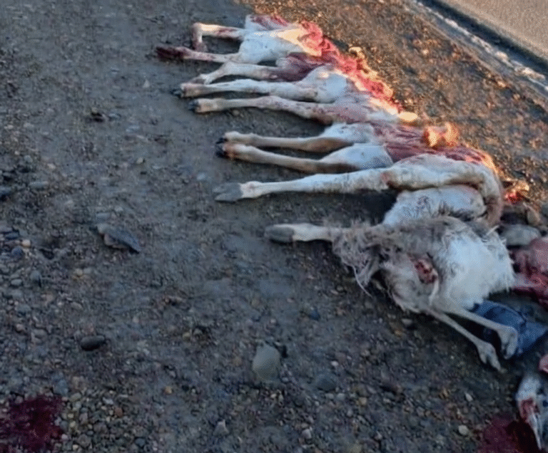 Ruta 26: los atraparon con tres guanacos y un ñandú faenados en el baúl