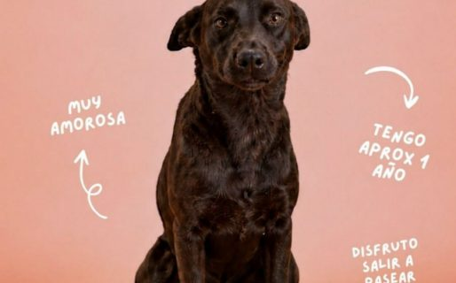 Brownie intenta calmar la sed tomando hielo: el duro invierno que atraviesan los perros del dispensario