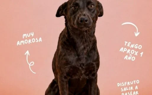 Brownie espera una familia: buscan un hogar para una perra en adopción