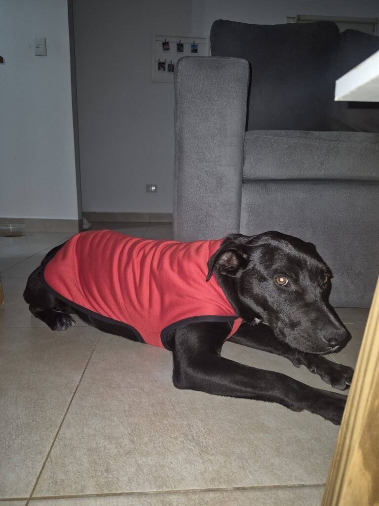 Buscan una familia para un perro que fue rescatado en estado crítico