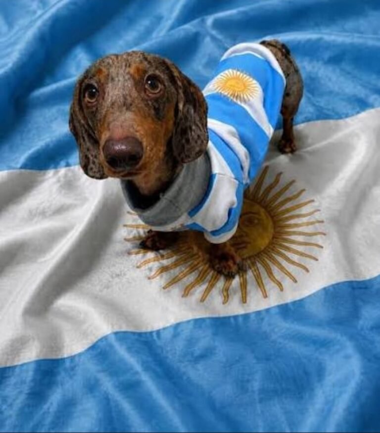 Pasión albiceleste en cuatro patas: convocan a un “Salchi Banderazo” este domingo